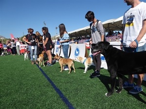 Se esperan más de 200 perros en esta VIII edición