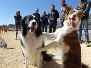 La Pista Canina Agility ha abierto sus puertas esta semana