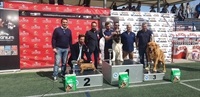 La Nucia CD concurso canino 1 2019