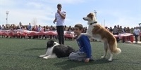 IX-Concurso-Nacional-canino-2019