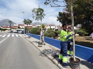 Se plantarán un total de 170 árboles en espacios urbanos