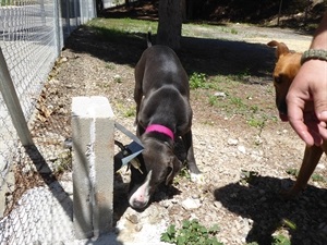 El parque can de Nou Espai I está totalmente equipado con fuente para los perros, mobiliario urbano y expendedor de bolsas