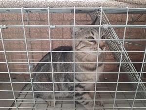 Los gatos callejeros se trasladan en jaulas a las clínicas veterinarias para su esterilización