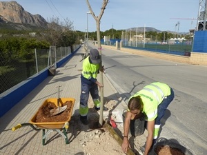 Esta semana finalizará la plantación del nuevo arbolado