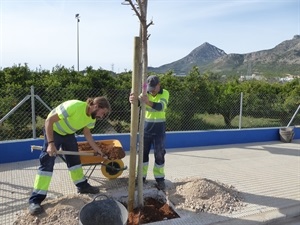 Se van a plantar un total de 84 árboles “Ficus Nitida”, en la entrada del complejo deportivo y parking del restaurante