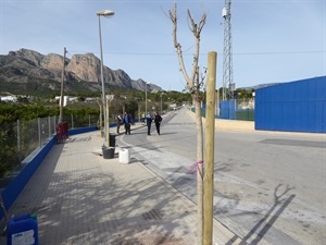 En total se van a plantar 84 árboles de esta especie en la Ciutat Esportiva