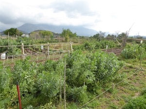 A los Huertos Ecológicos de La Nucía podrán acceder los adjudicatarios de las parcelas de los ecohuertos