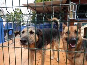 130 perros esperan ser adoptados en el Refugio de Animales de La Nucía
