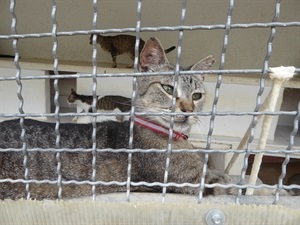 En el Refugio de Animales también se puede adoptar gatos