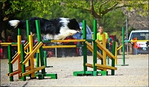 Jack finaliza así su carrera en la competición Agility y será el perro escuela del Club Agility La Nucía