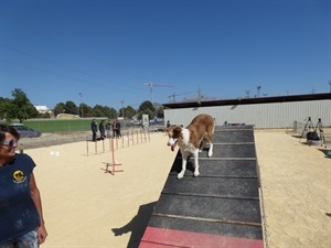 La Pista Canina de Agility retomará su actividad