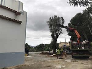 El olivo se ha plantado hoy viernes 9 de abril, día en el que deberían haber comenzado les "Festes de Sant Vicent" que no se celebrarán