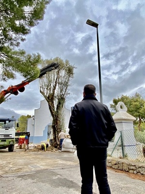 La ermita de Sant Vicent vuelve a tener un árbol que le acompañe en su repaceta tras secarse el pino