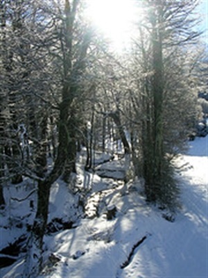 bosque nevado 3